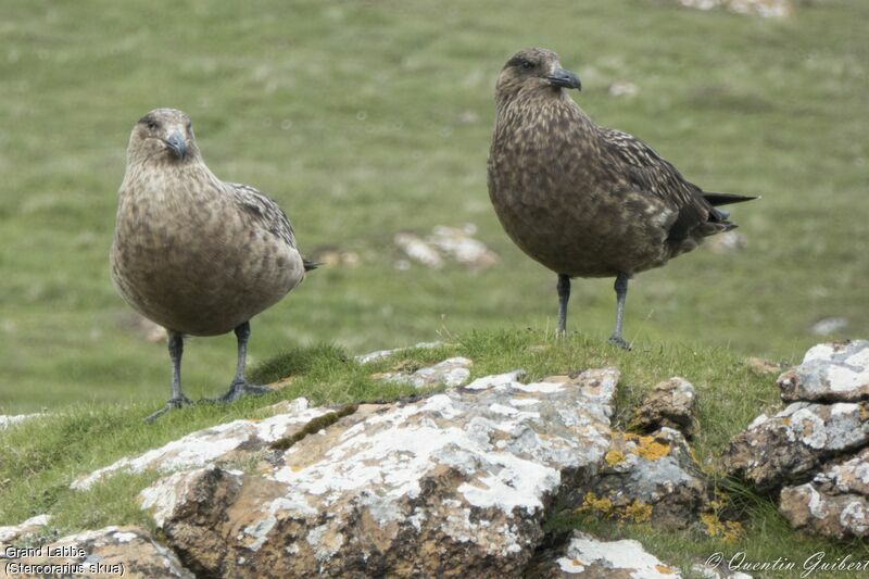 Great Skua