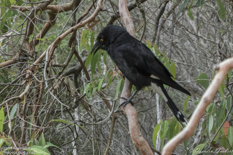 Pied Currawong