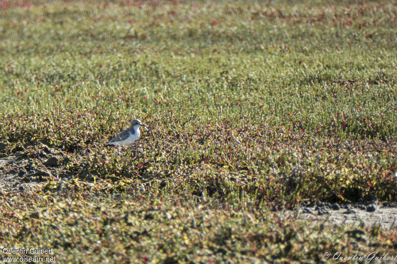 Gravelot à tête roussejuvénile, habitat