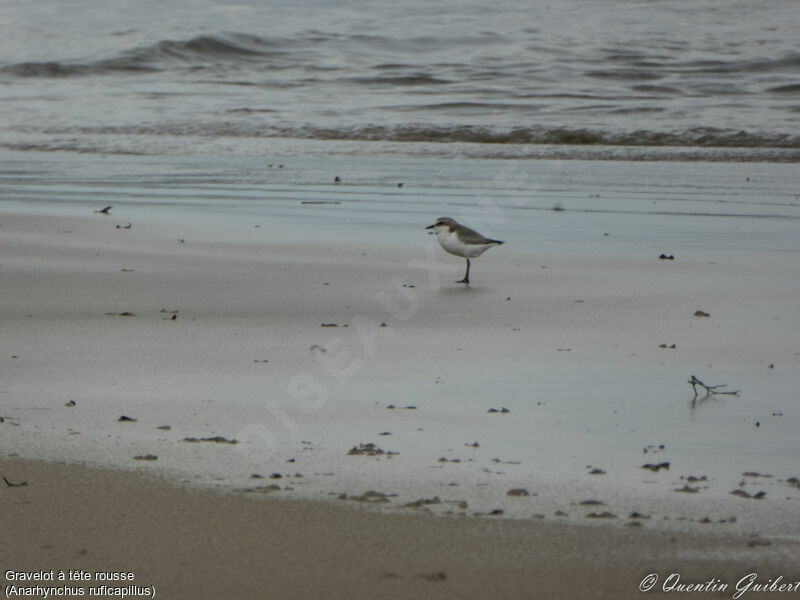 Red-capped Plover, habitat