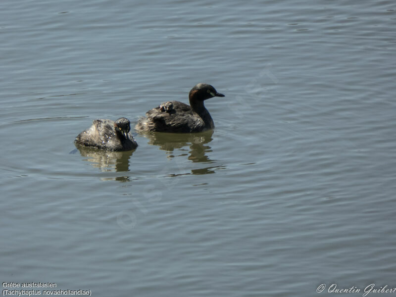 Australasian Grebe, identification, Reproduction-nesting