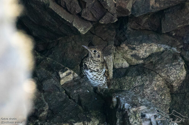 White's Thrush