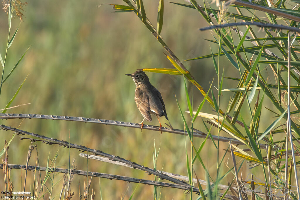 Grive musicienne