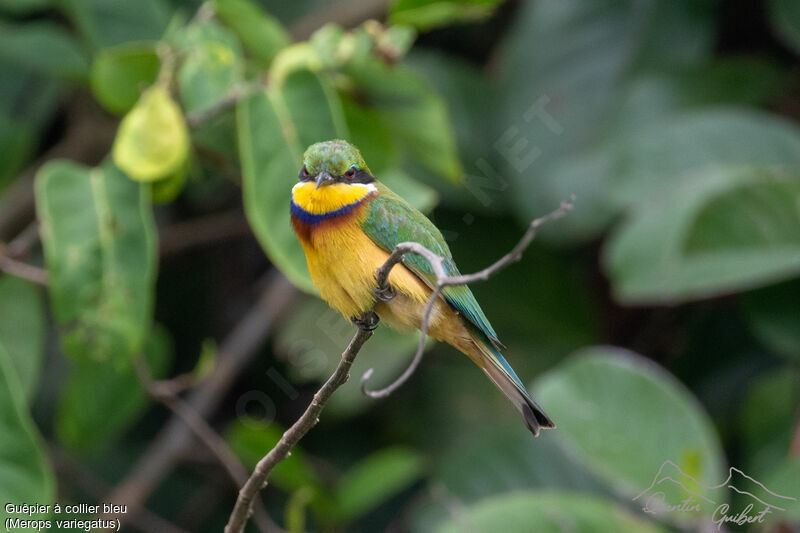 Blue-breasted Bee-eater