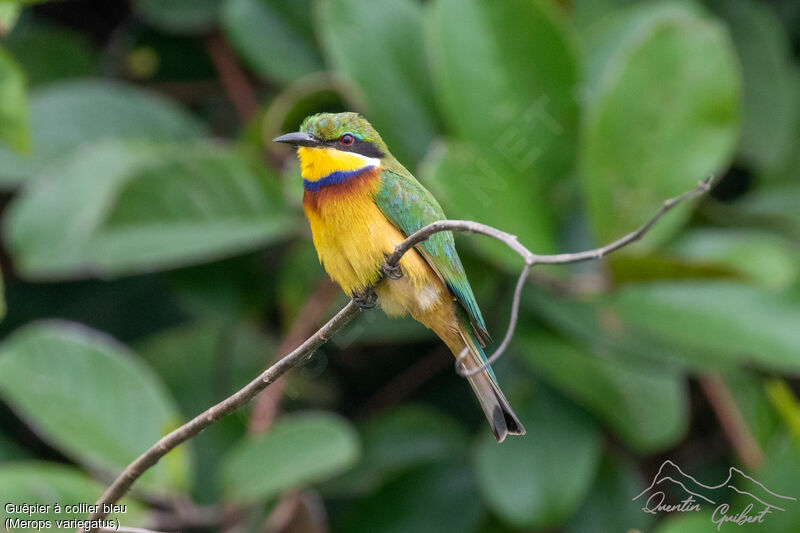 Blue-breasted Bee-eater