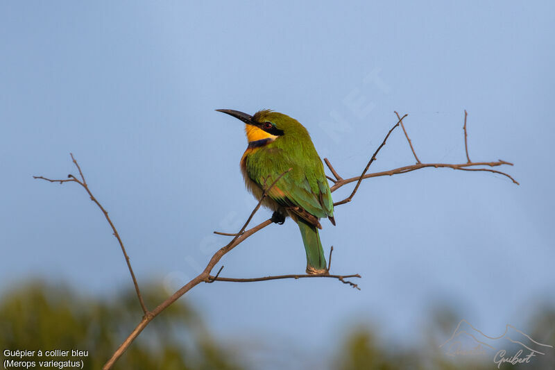 Blue-breasted Bee-eater