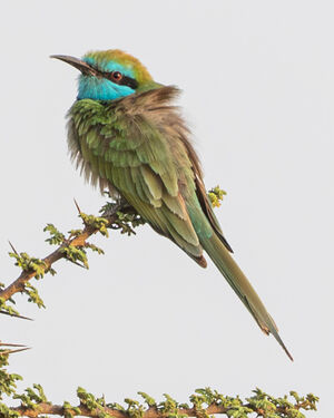 Guêpier à sourcils bleus