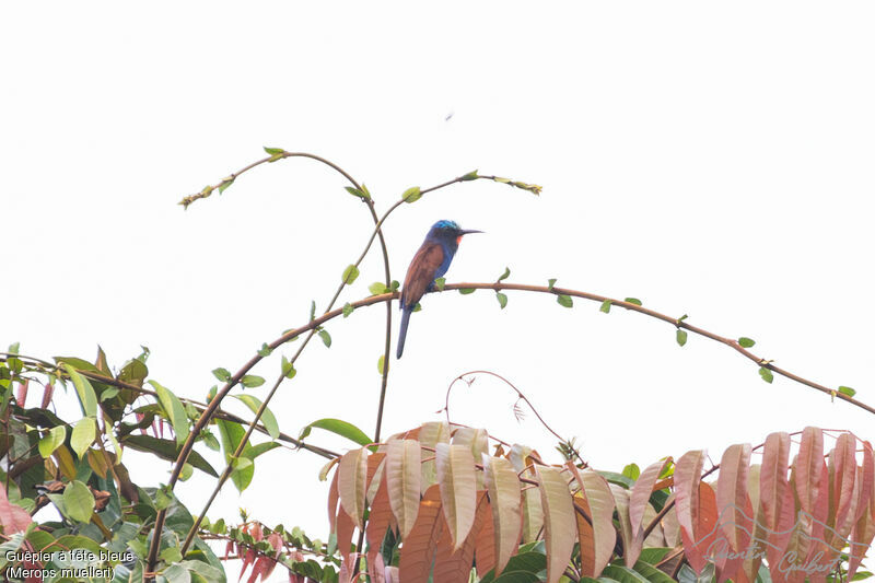 Blue-headed Bee-eateradult, identification