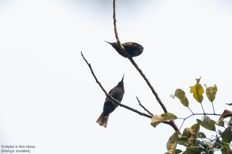 Blue-headed Bee-eateradult