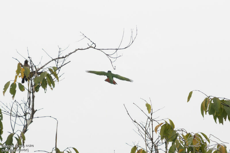 Black-headed Bee-eater