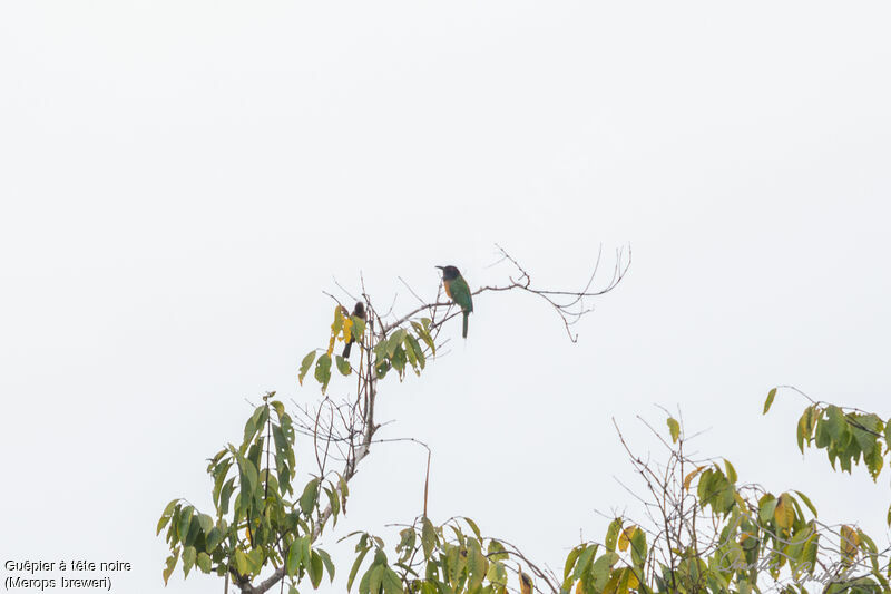 Black-headed Bee-eater