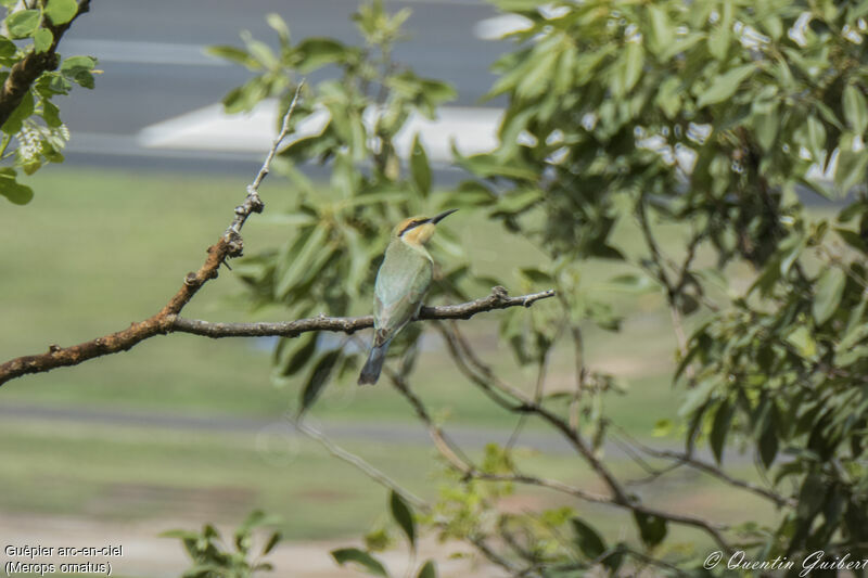 Rainbow Bee-eater