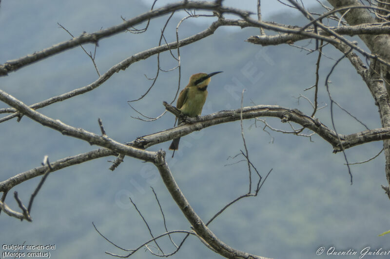 Rainbow Bee-eater, identification