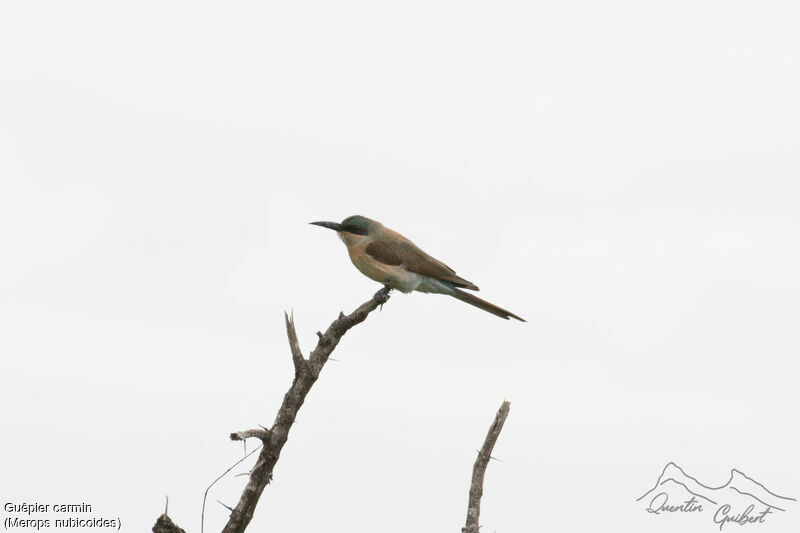 Guêpier carminimmature, identification