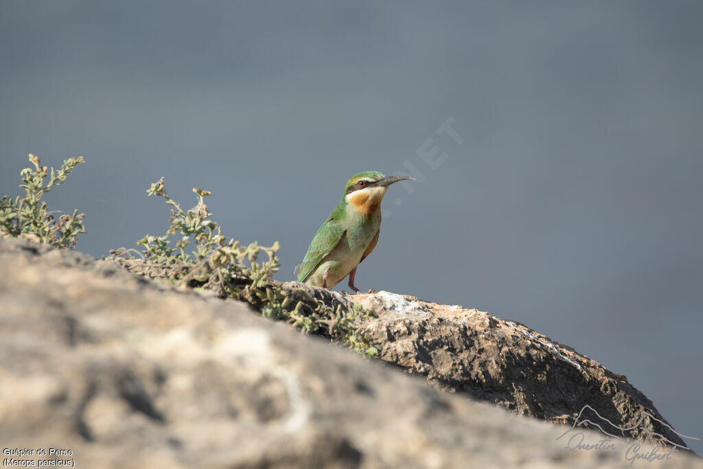 Blue-cheeked Bee-eateradult, identification