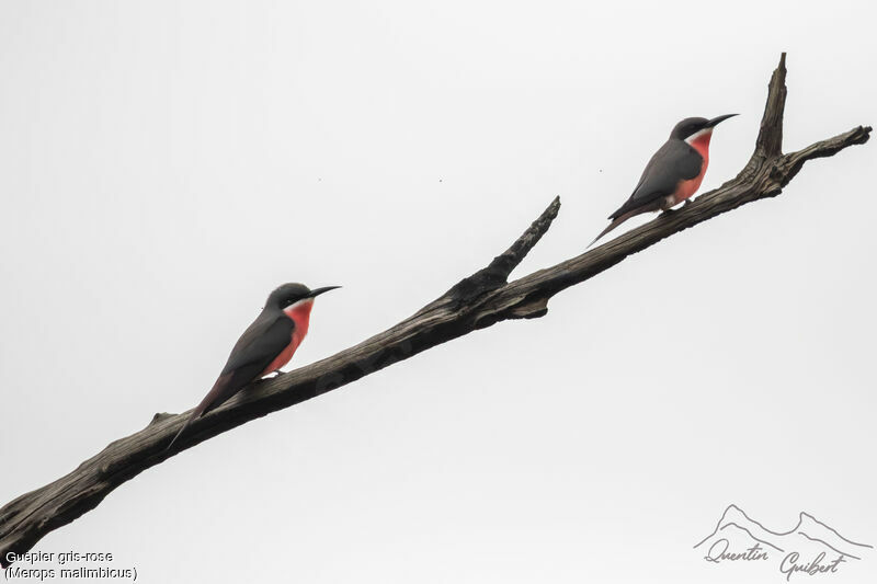 Rosy Bee-eater, identification