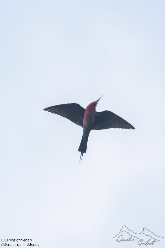 Rosy Bee-eater, identification, Flight