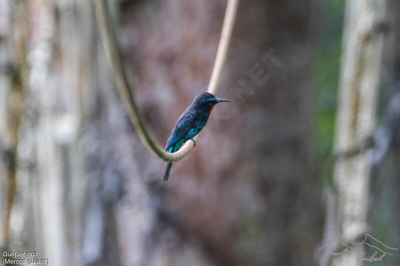 Black Bee-eater