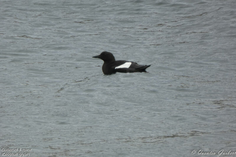 Guillemot à miroiradulte nuptial, identification, nage