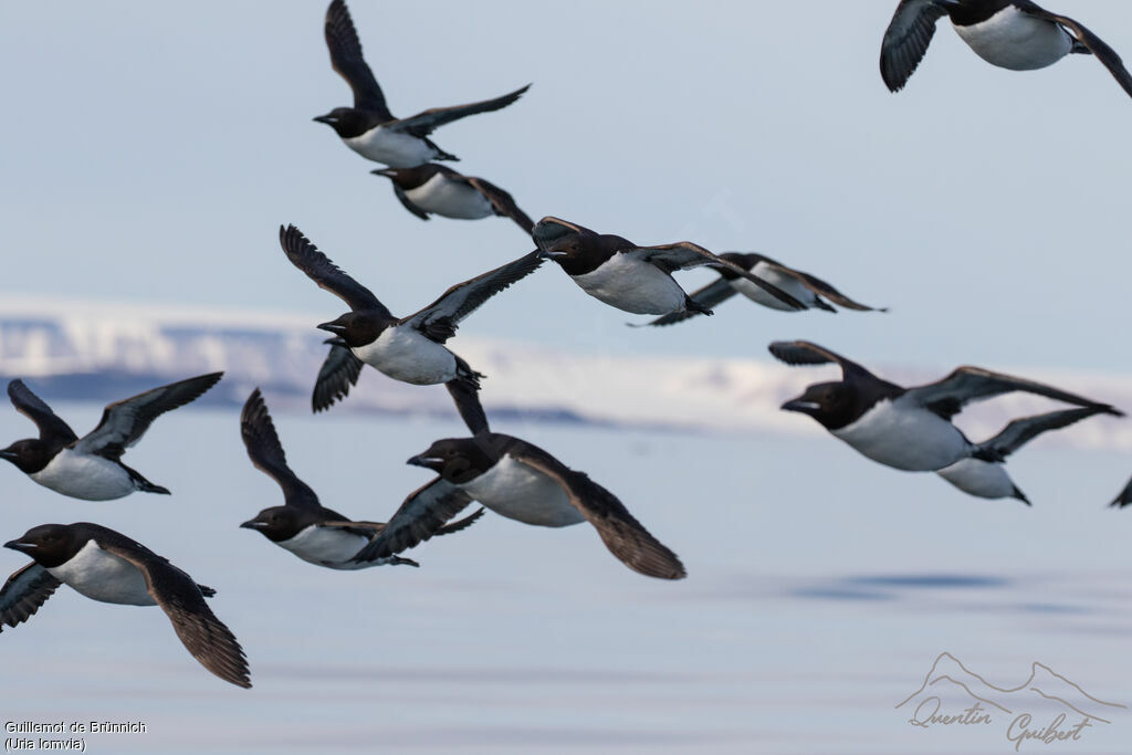 Thick-billed Murre