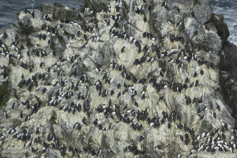 Guillemot de Troïl, habitat, Nidification, r. coloniale