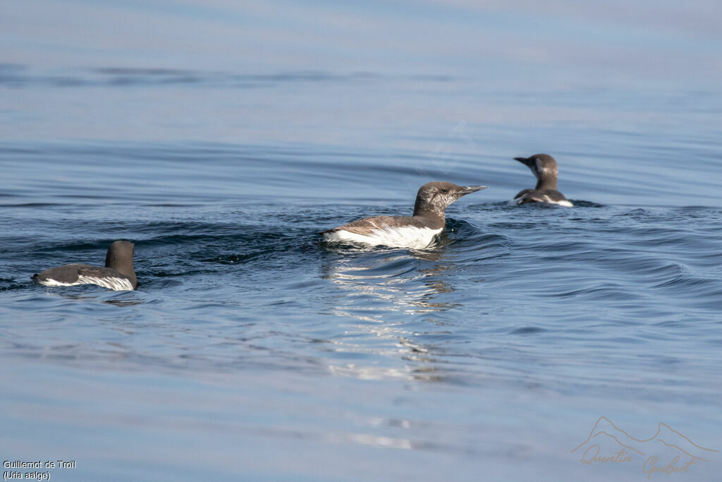 Guillemot de Troïl - Guillemot marmette