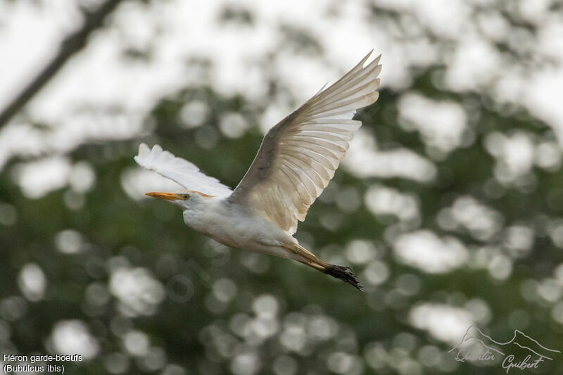 Western Cattle Egretadult breeding, Flight