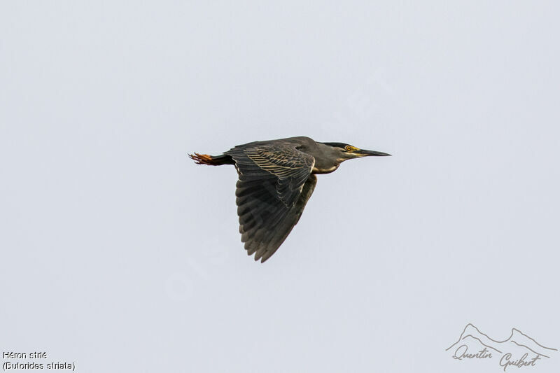 Striated Heron, identification, Flight