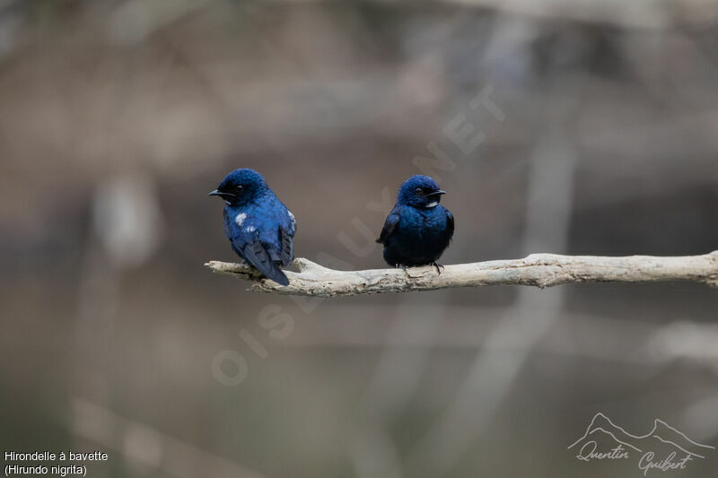 White-bibbed Swallow