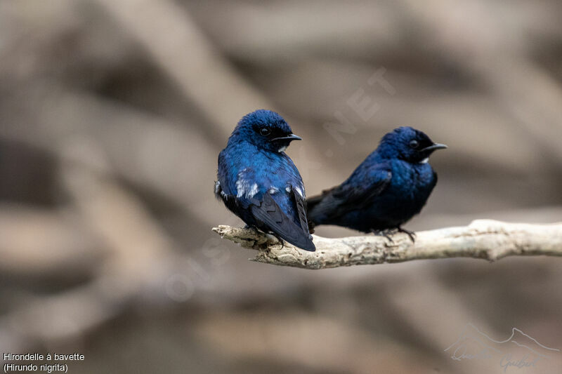 White-bibbed Swallowadult