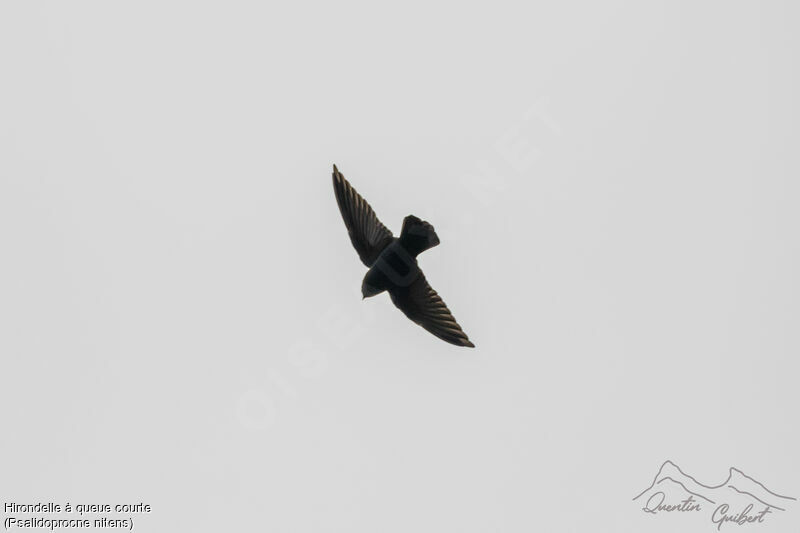 Square-tailed Saw-wing, Flight