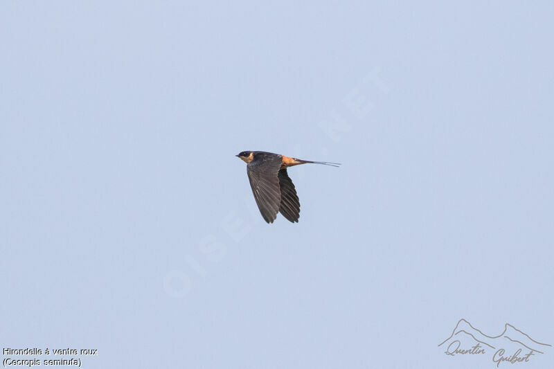 Hirondelle à ventre rouxadulte, Vol