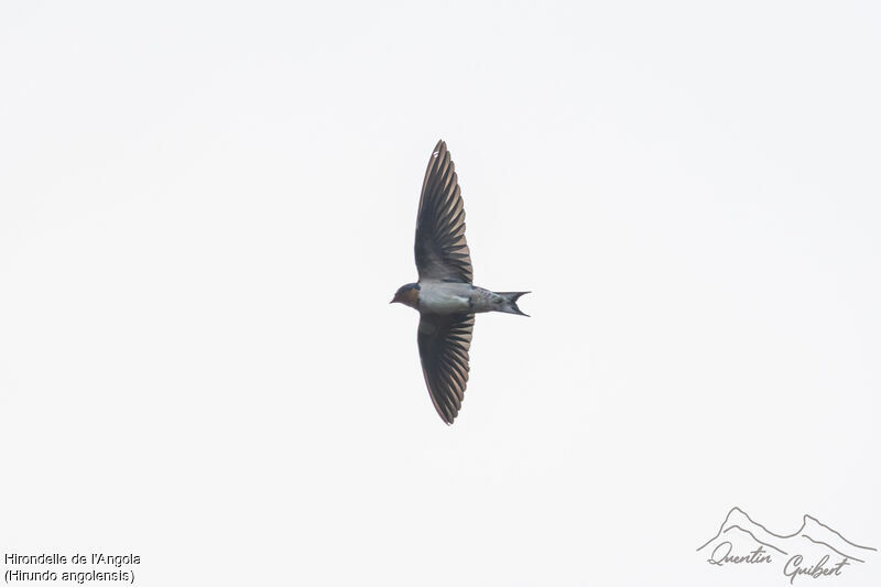 Hirondelle de l'Angola, identification, Vol