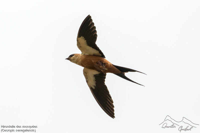 Mosque Swallowadult breeding, Flight