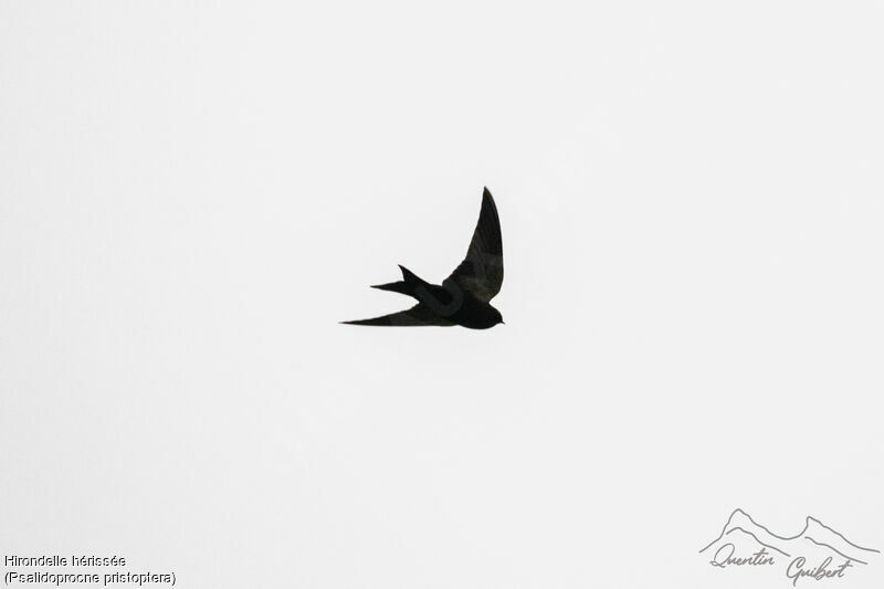 Black Saw-wing