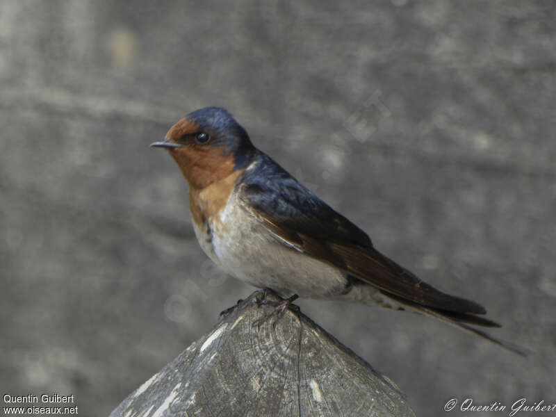 Hirondelle messagèreadulte, identification