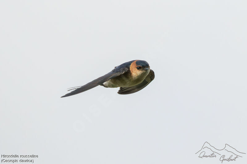 Red-rumped Swallow