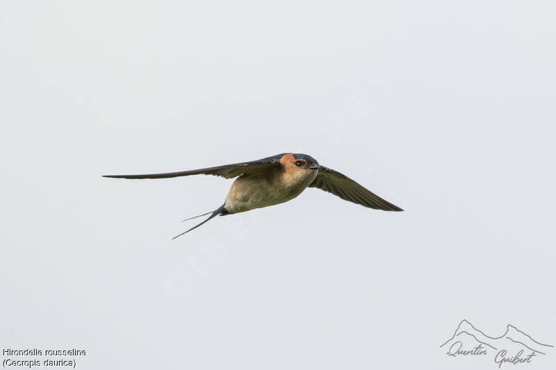 European Red-rumped Swallow, Flight