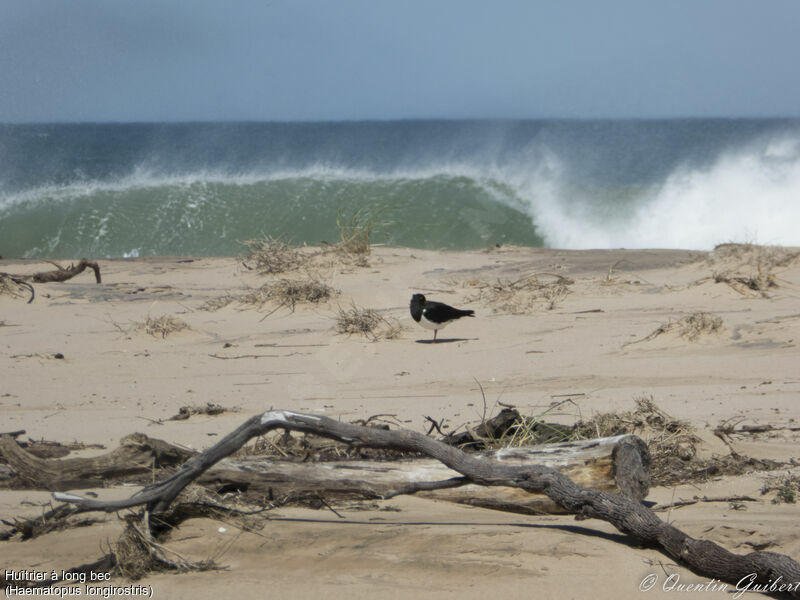 Pied Oystercatcher, habitat