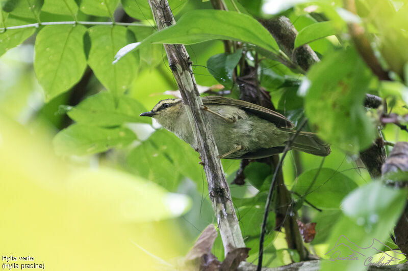 Hylia verte, identification