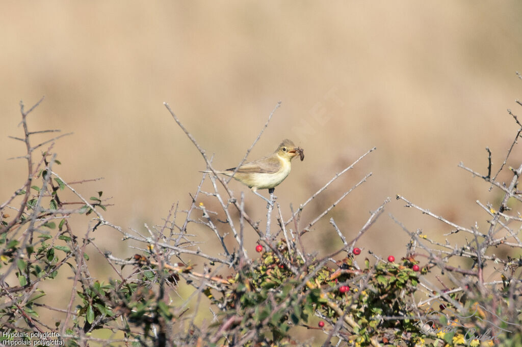 Hypolaïs polyglotte