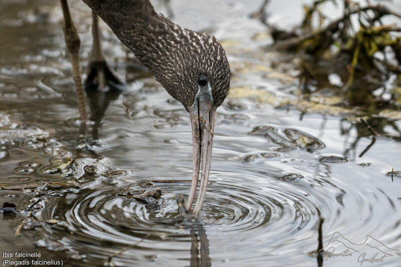 Ibis falcinelle