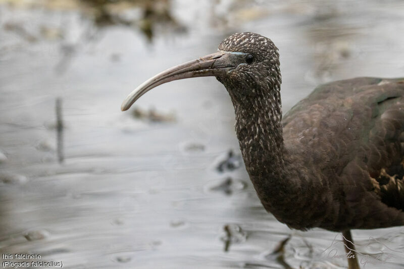 Ibis falcinelle