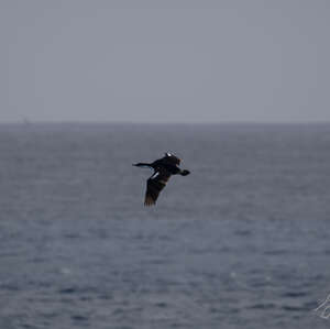 Cormoran de Crozet