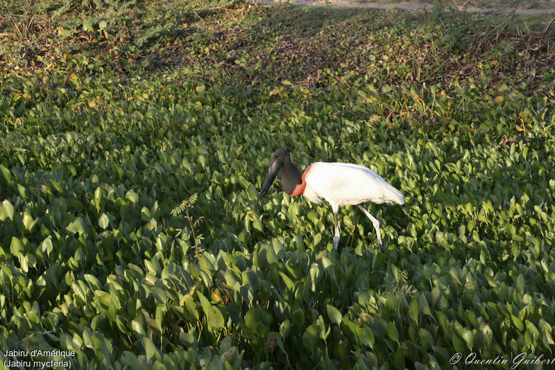 Jabiru d'Amériqueadulte, identification