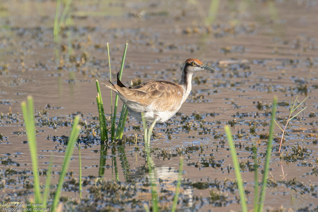 Pheasant-tailed Jacana