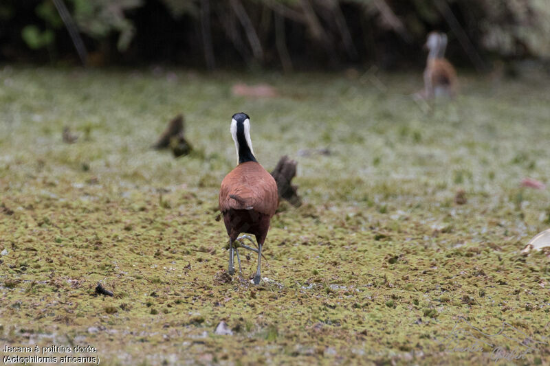 African Jacana