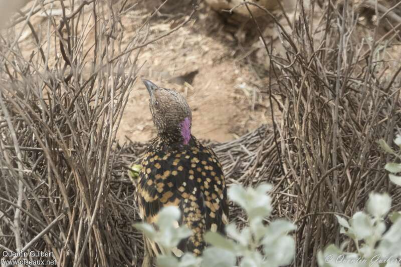 Western Bowerbird male adult, Reproduction-nesting