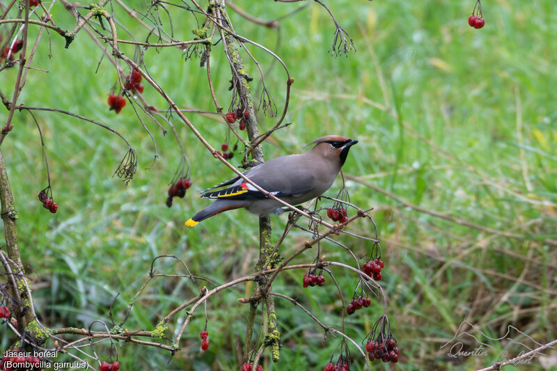 Bohemian Waxwing