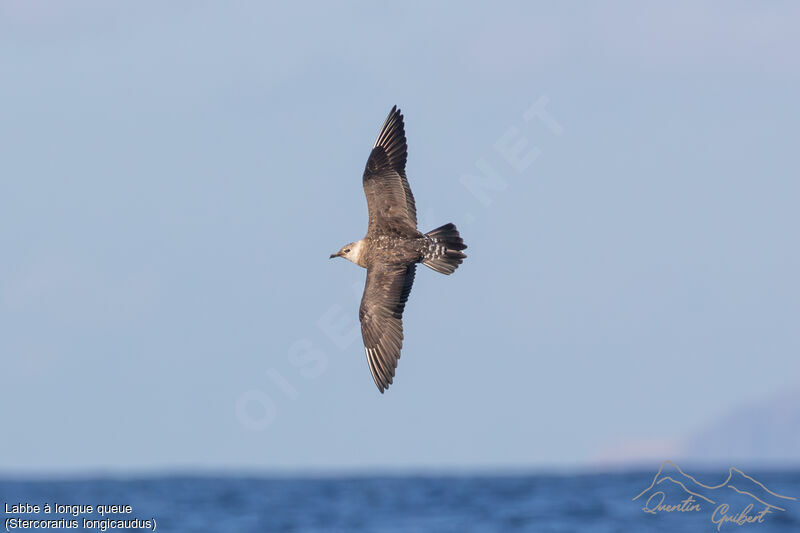 Long-tailed Jaeger